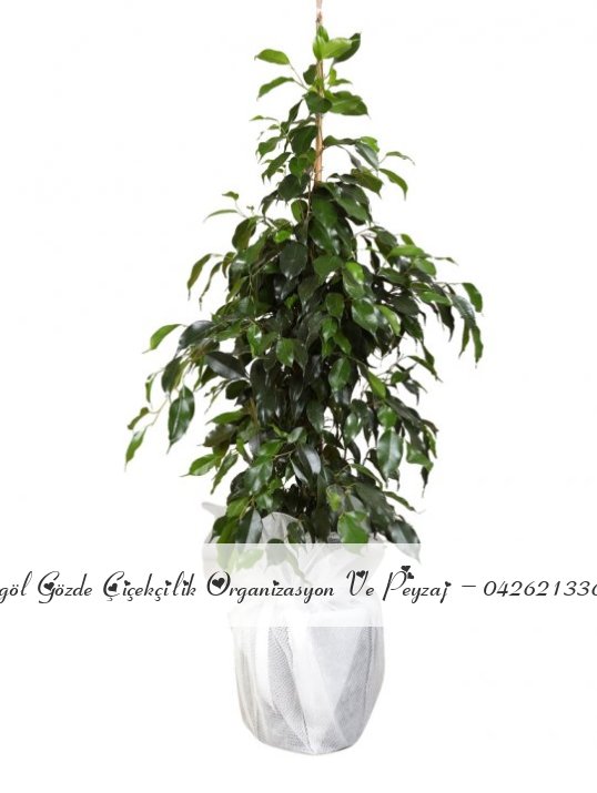 FİCUS BENJAMİN