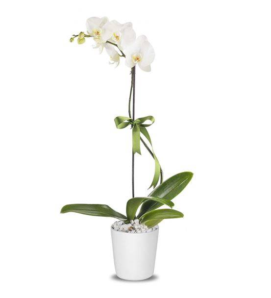 Tekli Dal Beyaz Phalaenopsis Orkide