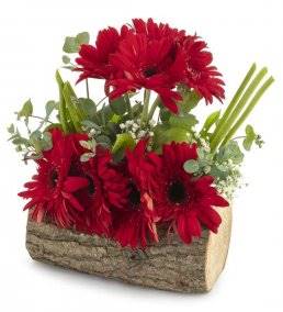 Kütükte Kırmızı Gerbera Aranjmanı